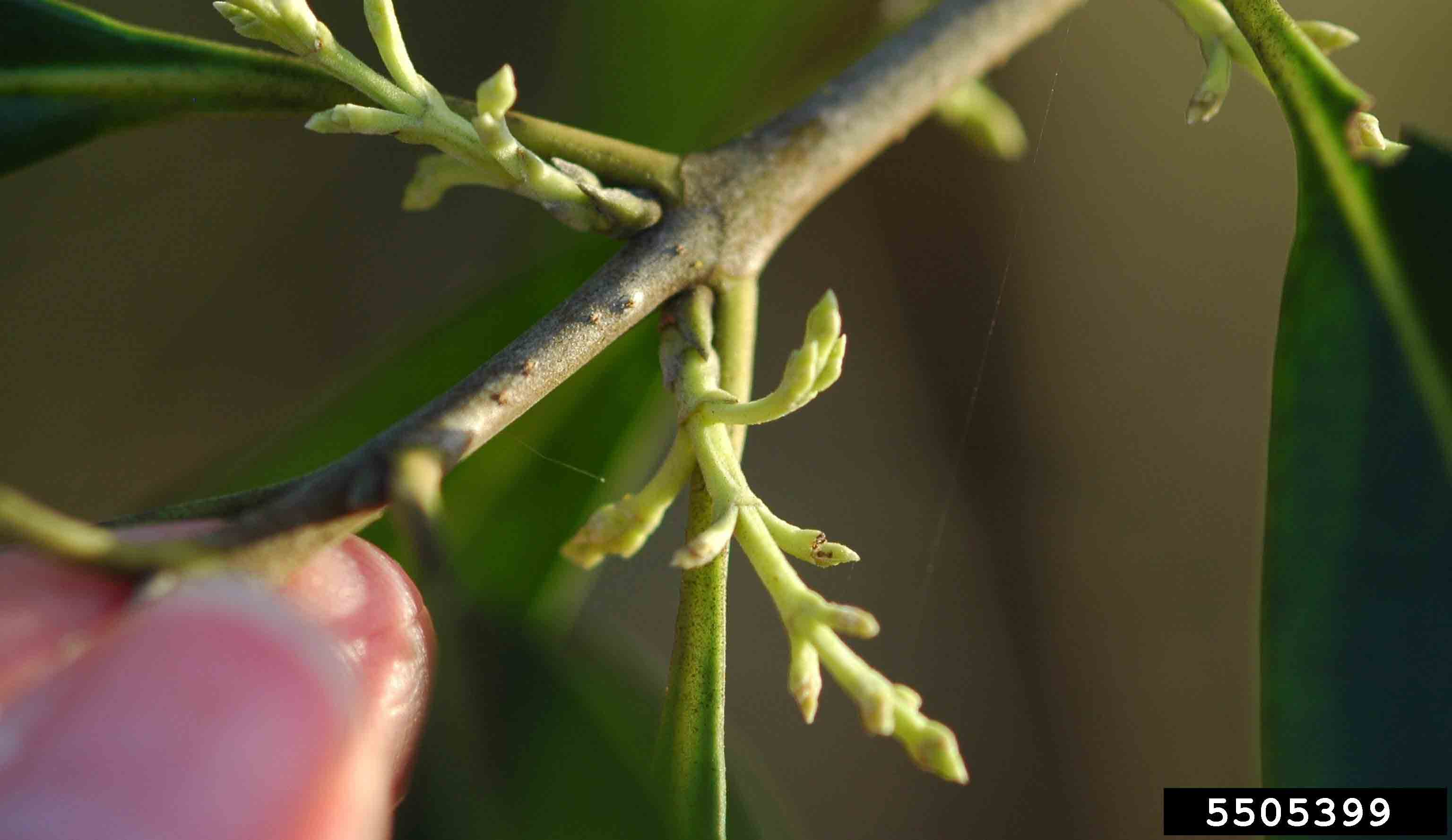 Devilwood twig