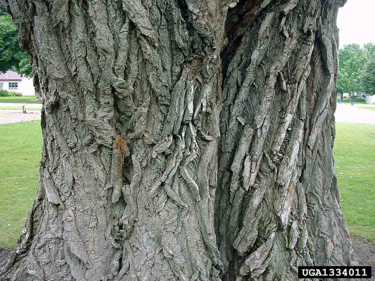 Eastern cottonwood bark on mature tree