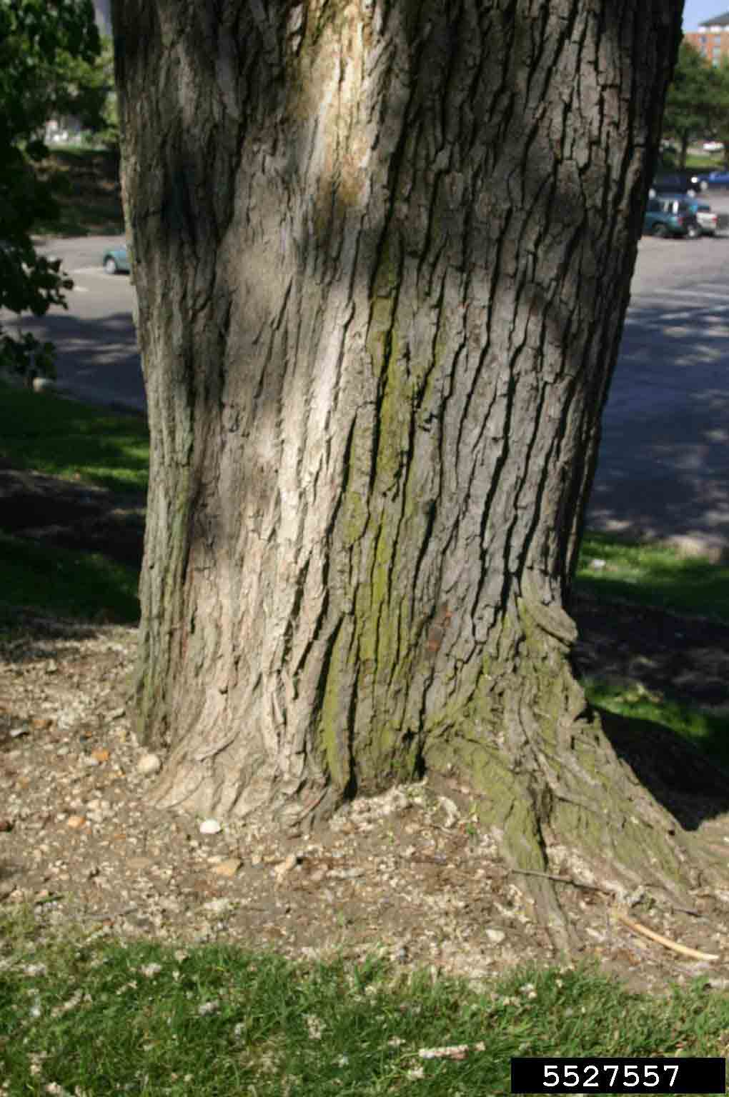 Eastern cottonwood bark on mature tree