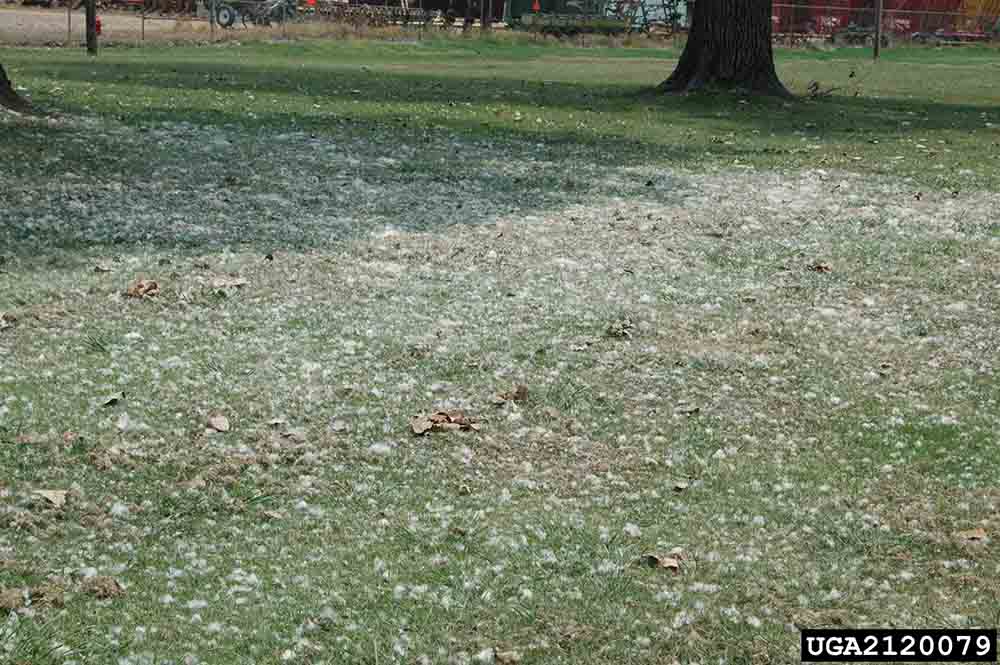 Eastern cottonwood seeds covering the ground