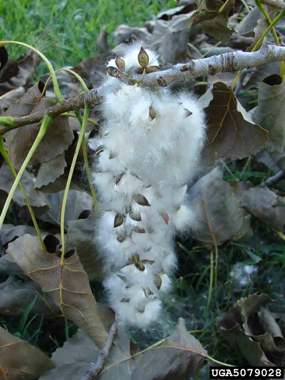 Eastern cottonwood's cottony seeds