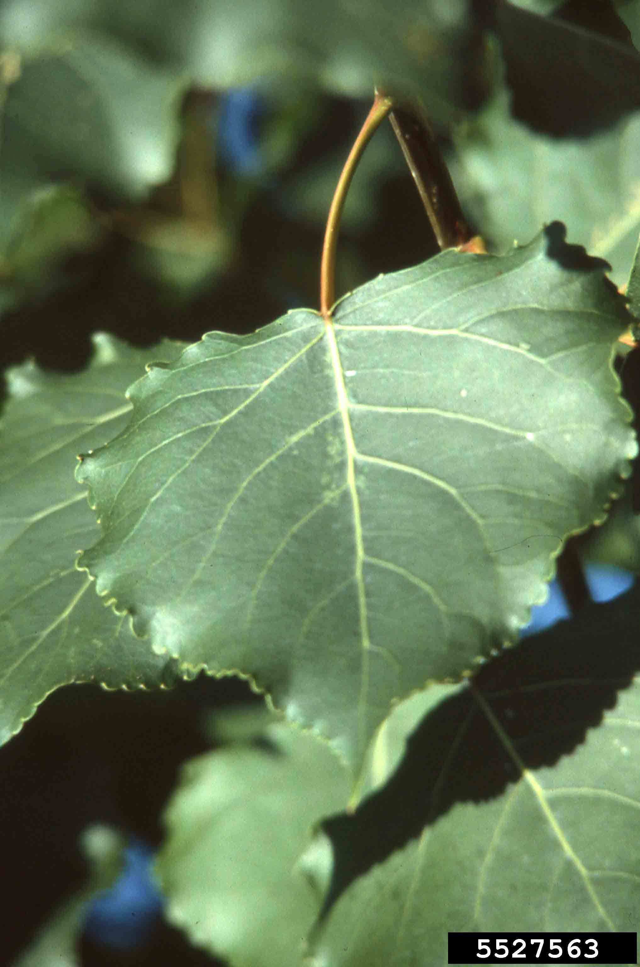 Eastern cottonwood leaf