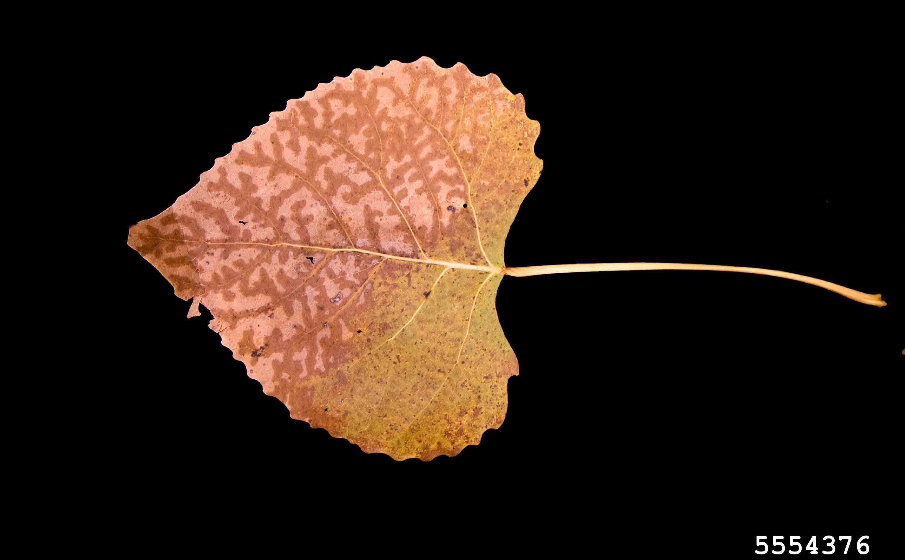 Eastern cottonwood leaf, showing coarse teeth on the margins