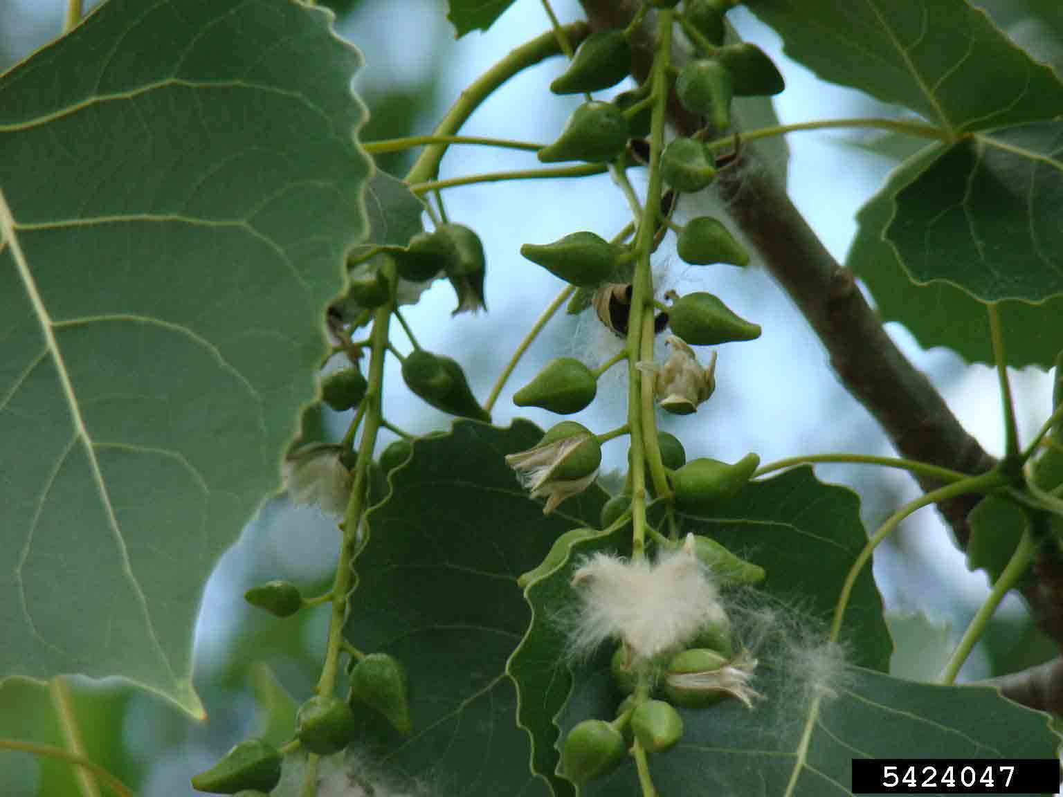 Eastern cottonwood fruit in drooping cluster