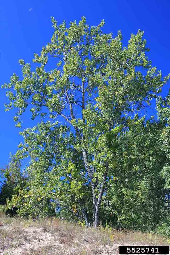 Eastern cottonwood tree