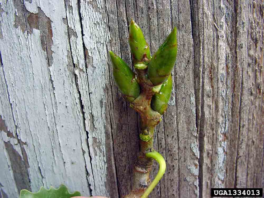 Eastern cottonwood twig with buds