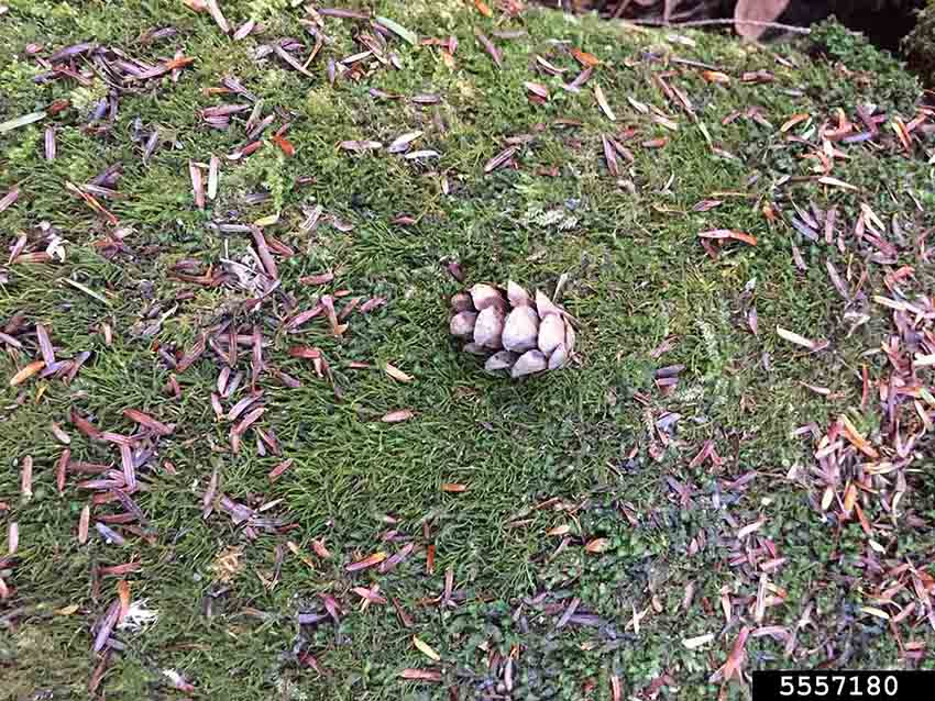Eastern or Canadian hemlock cone