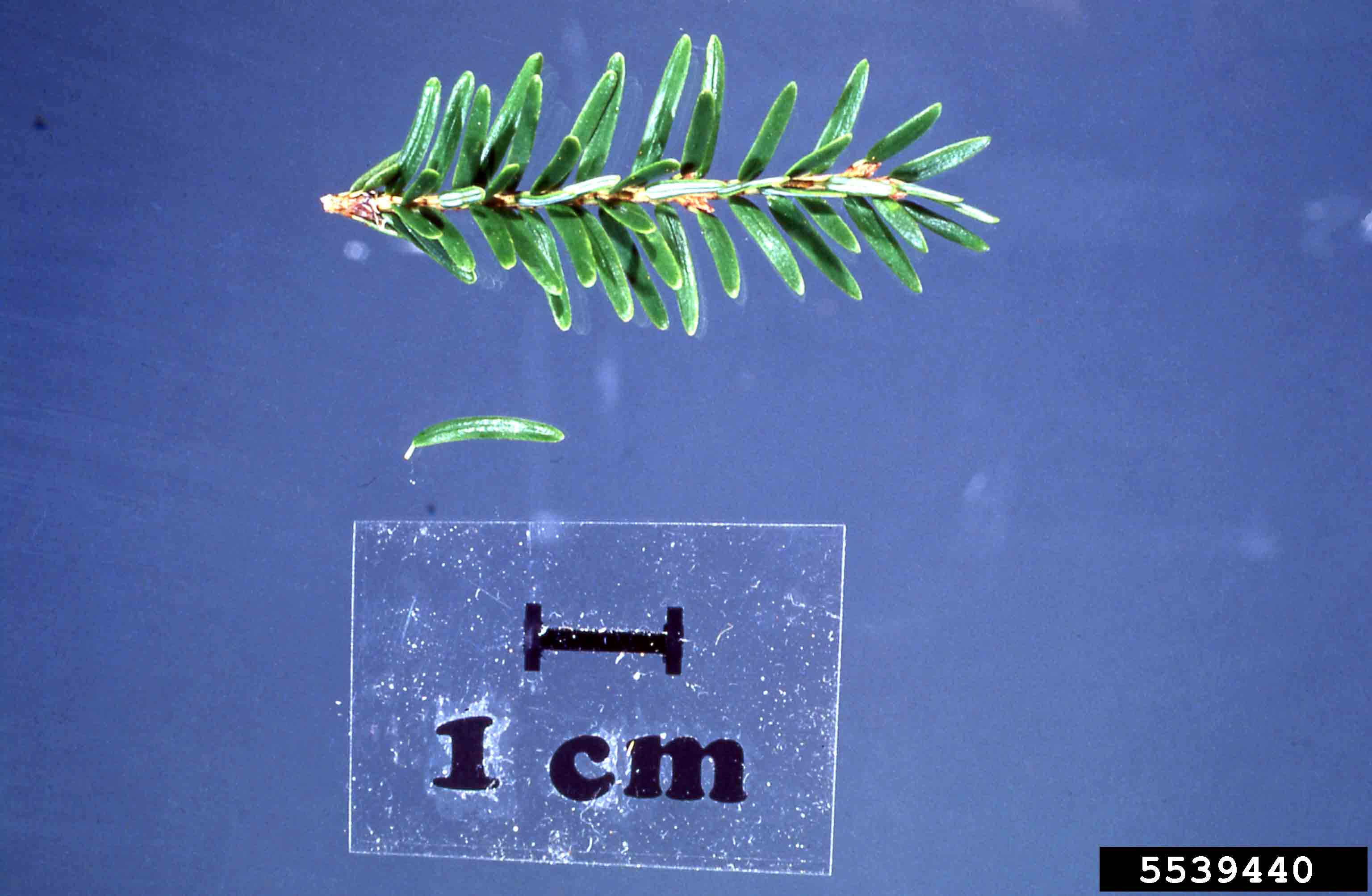 Eastern or Canadian hemlock needle and twig