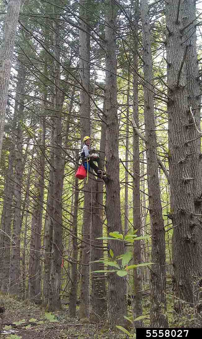 Eastern or Canadian hemlock trees
