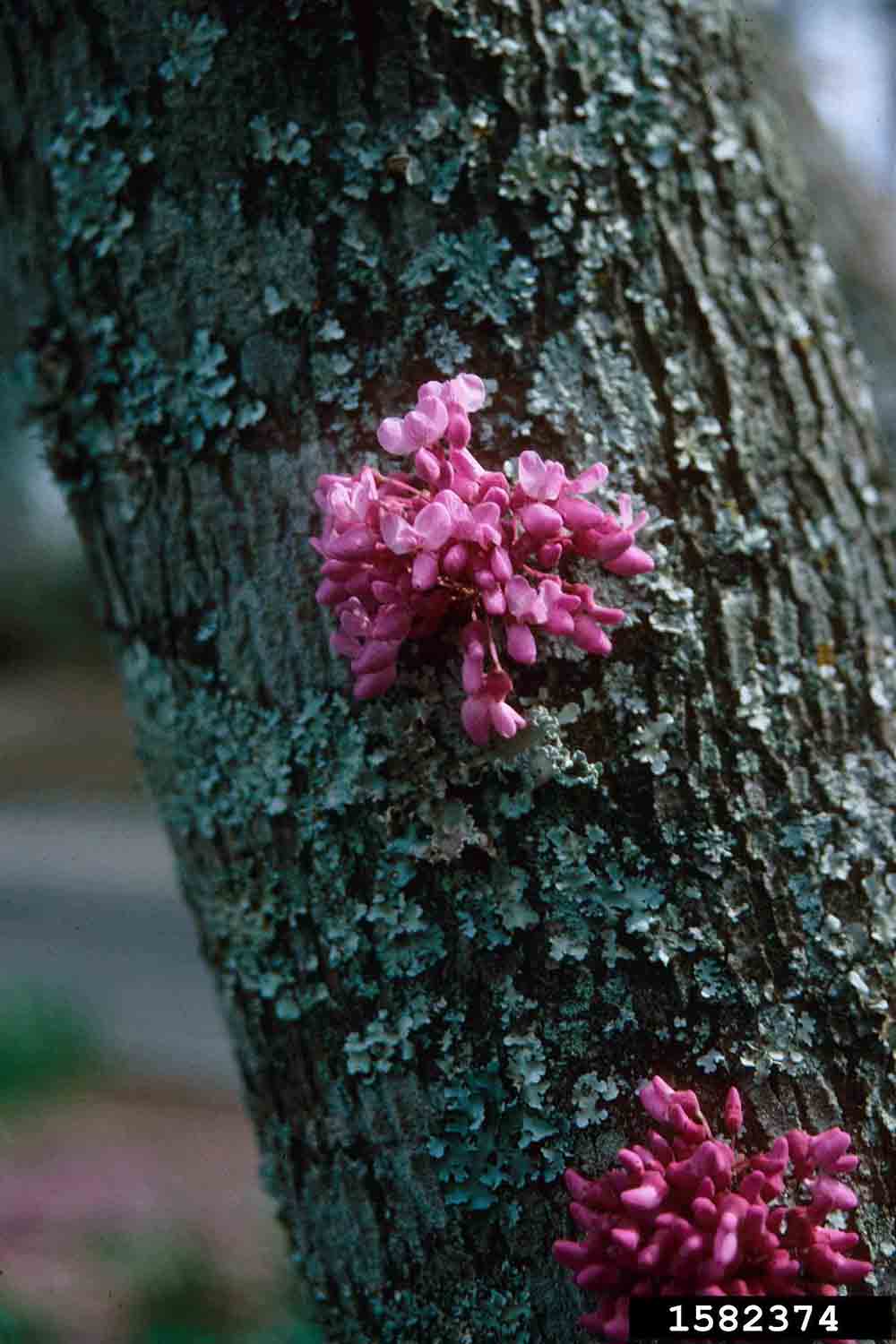 Eastern redbud flowers on trunk