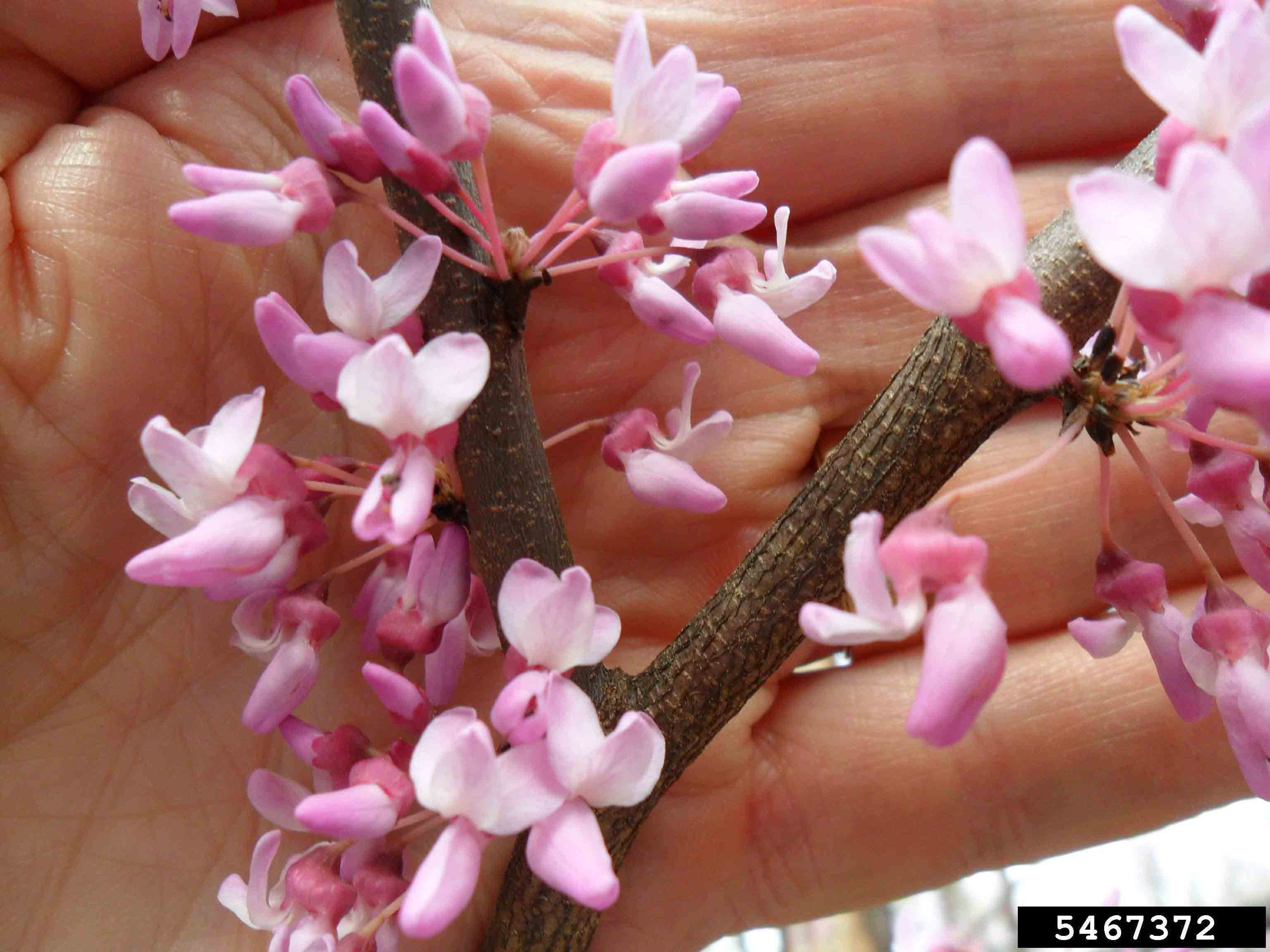 Eastern redbud flowers