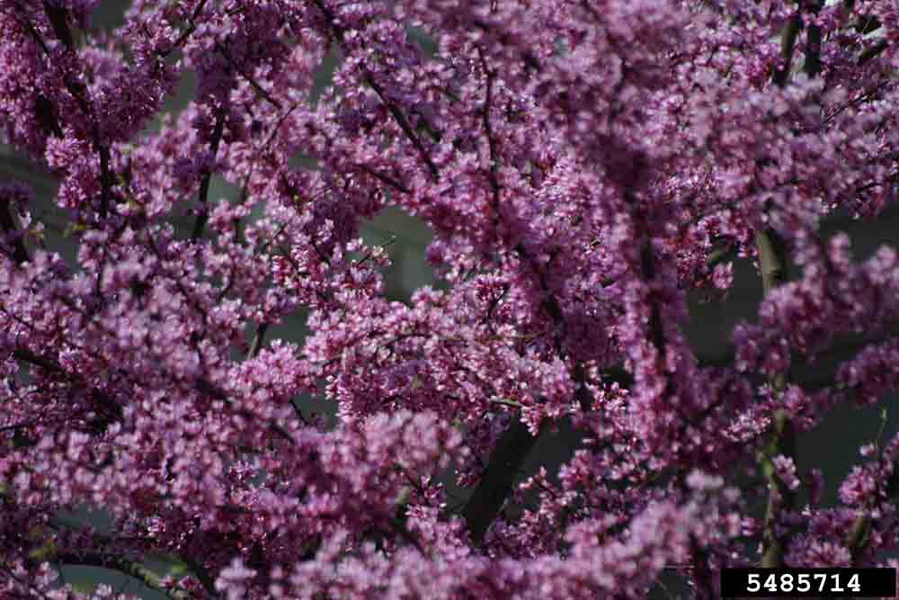 Eastern redbud branches, in bloom