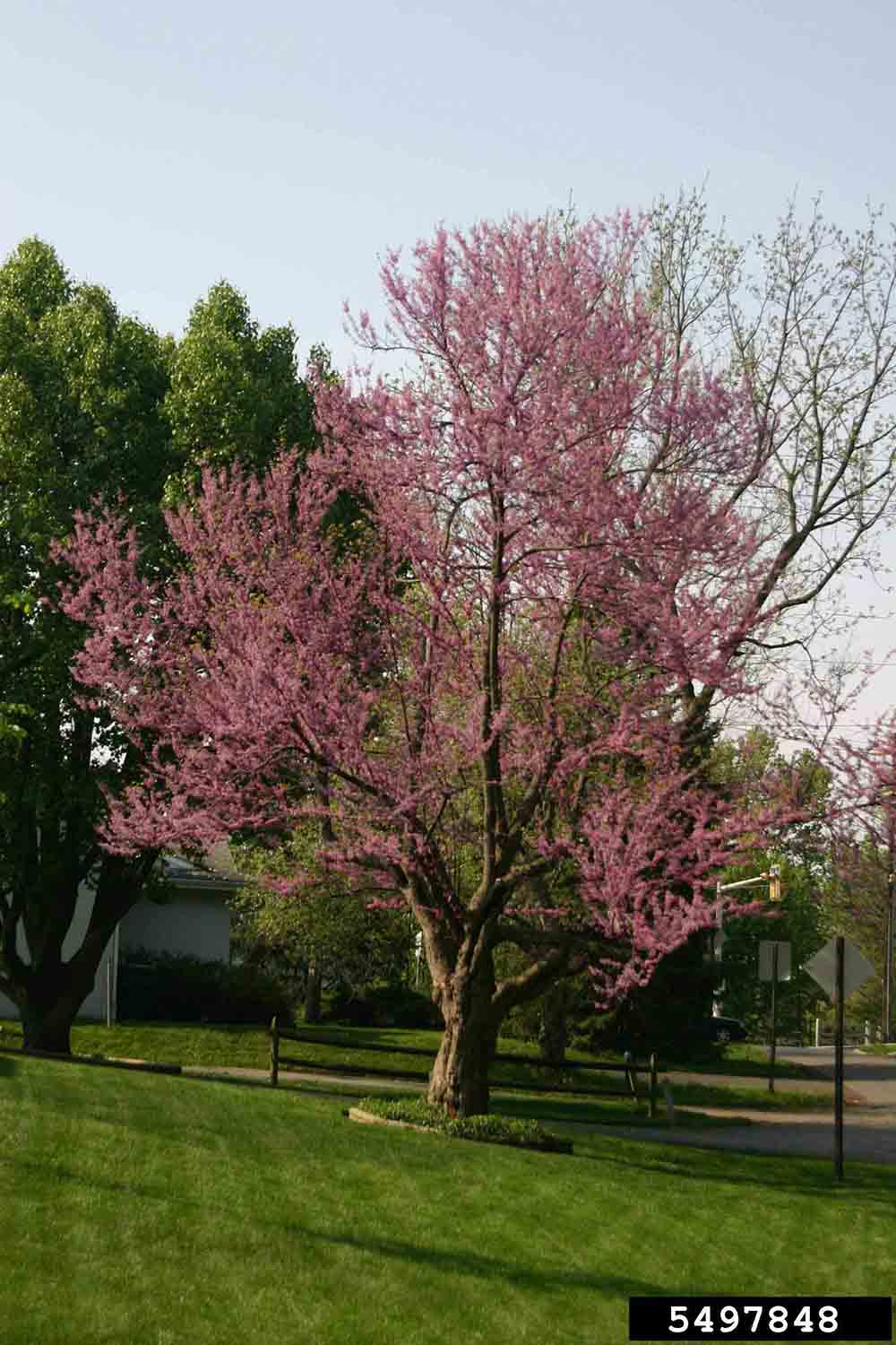 Eastern redbud tree, showing mature habit and in bloom
