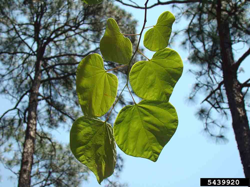 Eastern redbud leaves, showing alternate arrangement and margins without teeth