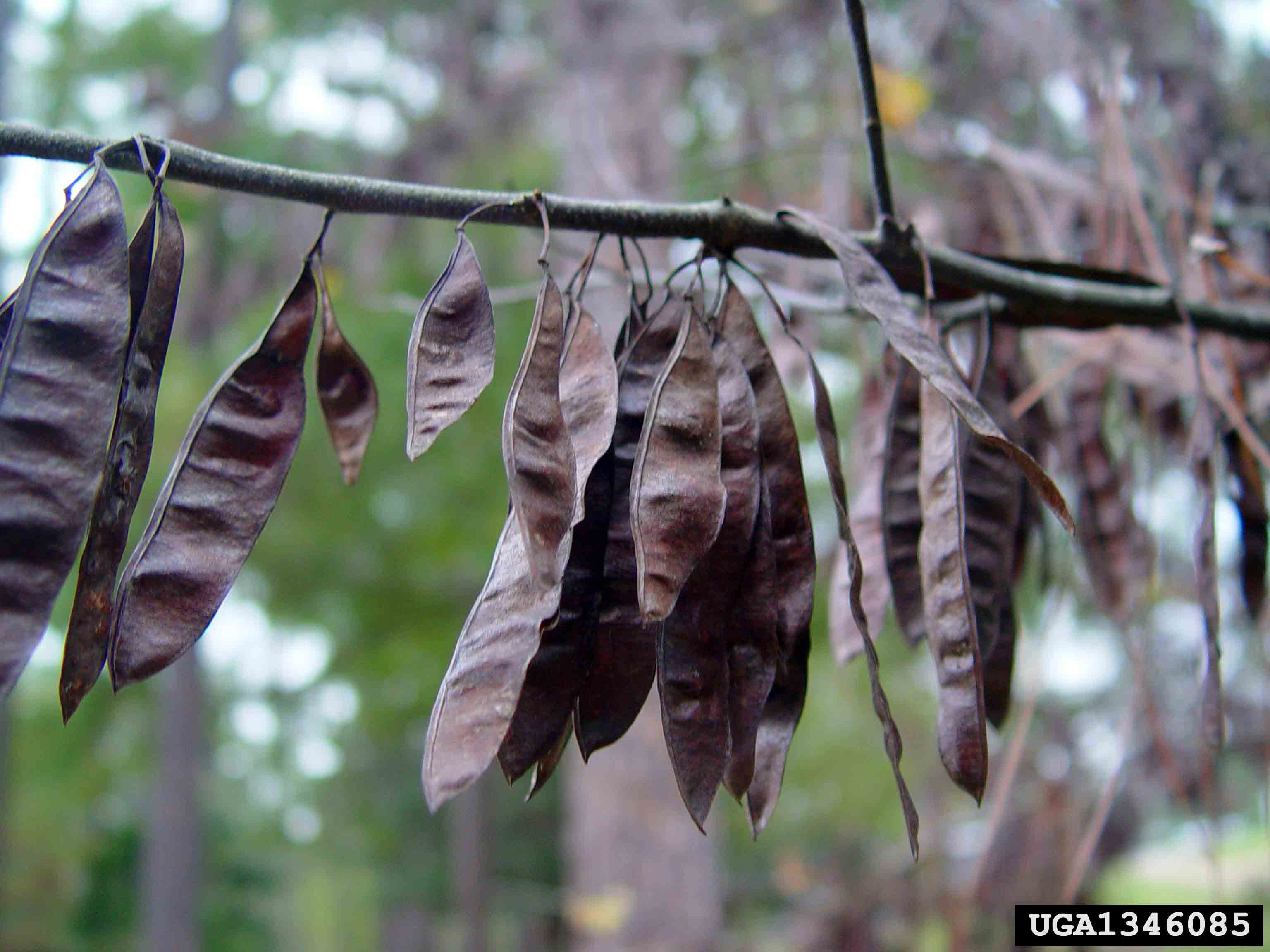 Eastern redbud seed pods
