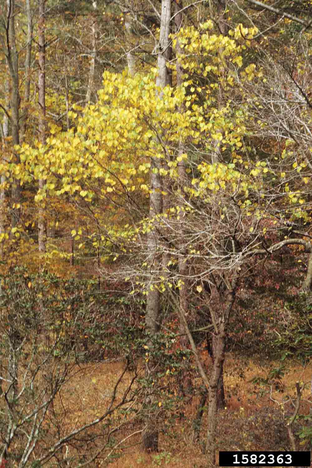 Eastern redbud tree in woods, fall