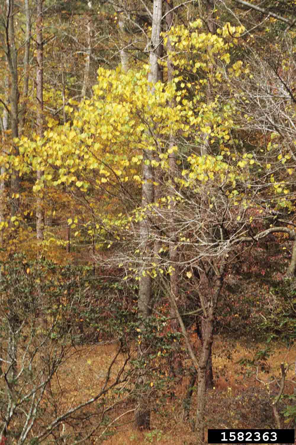 Eastern redbud tree in woods, fall