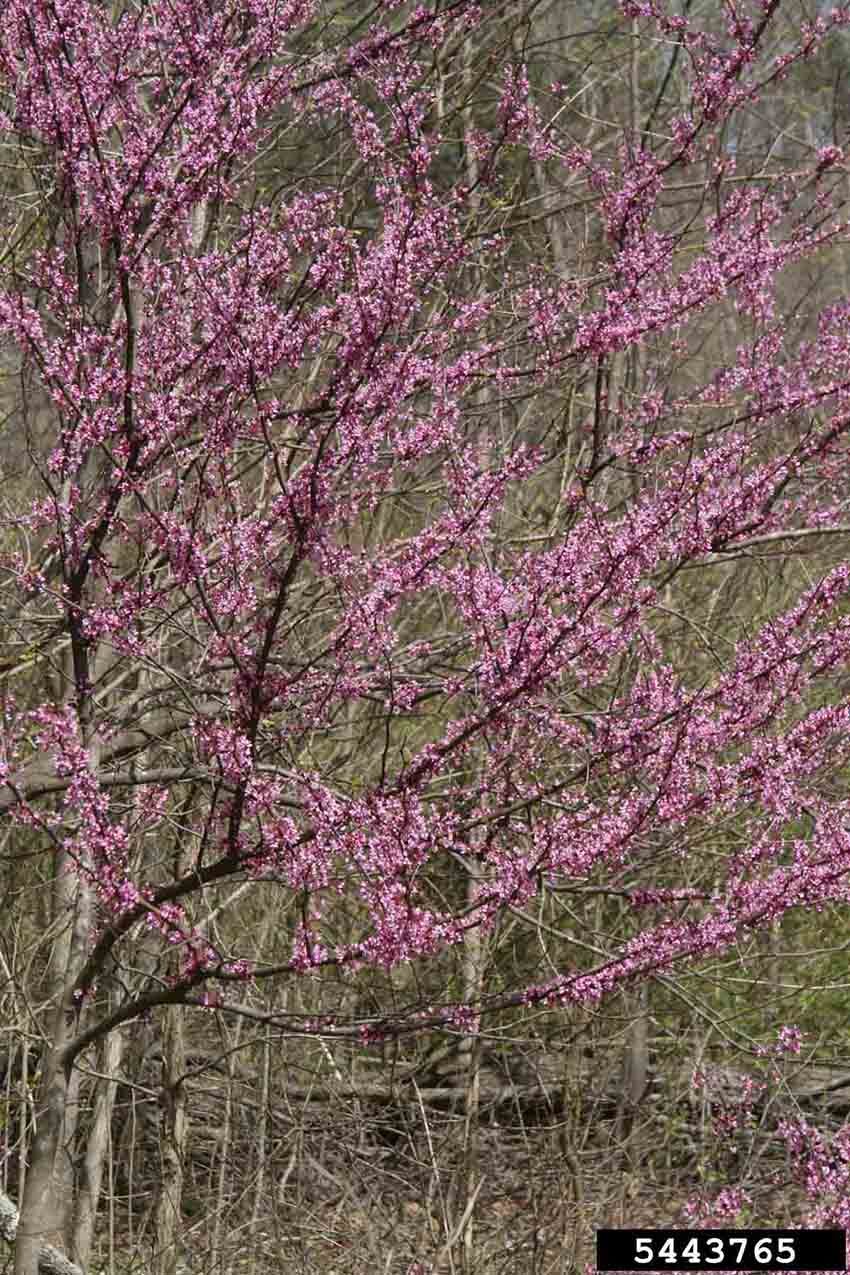 Eastern redbud tree in bloom