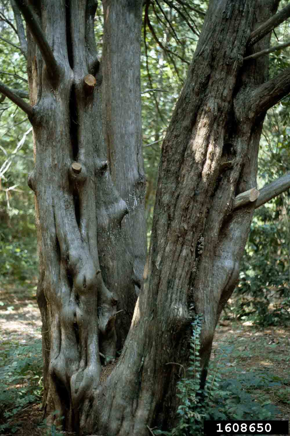 Eastern red cedar trunk bark and habit