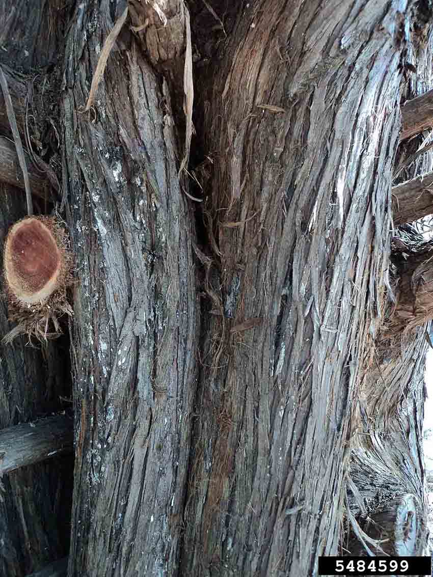 Eastern red cedar bark