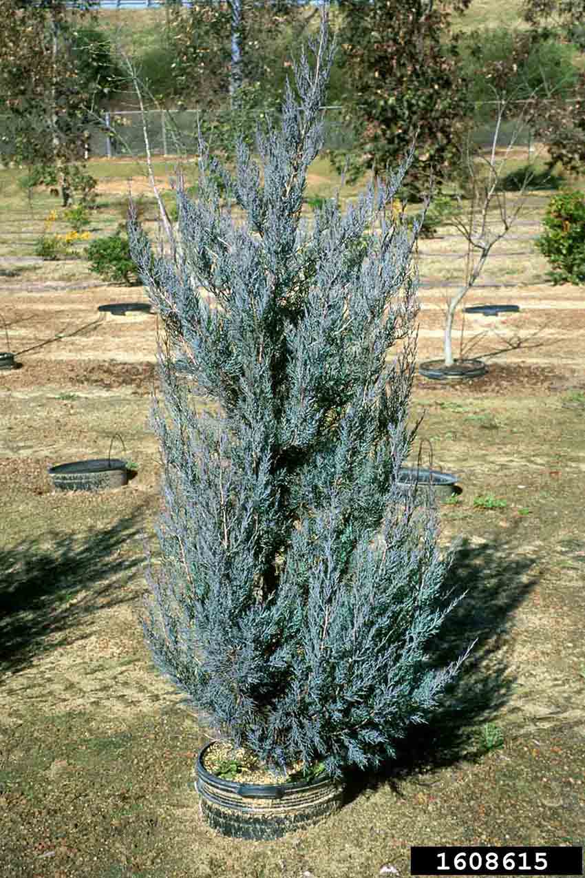 Eastern red cedar tree, a bluish cultivar