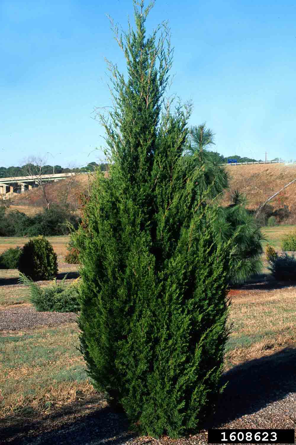 Eastern red cedar tree