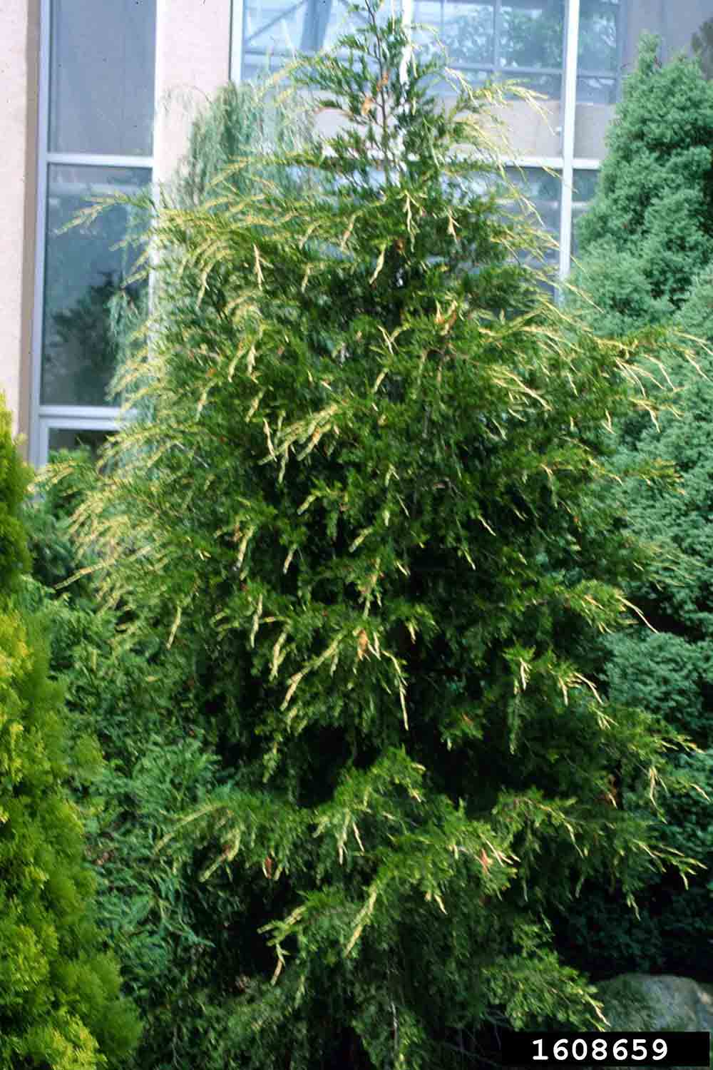 Eastern red cedar tree, a varieagated cultivar