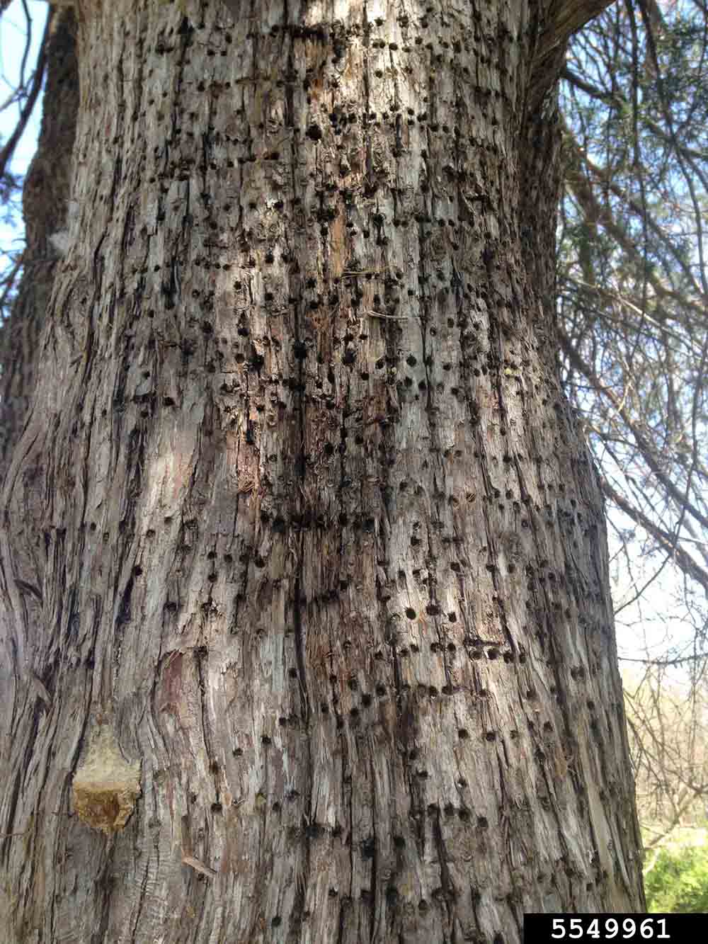 Eastern red cedar woodpecker damage