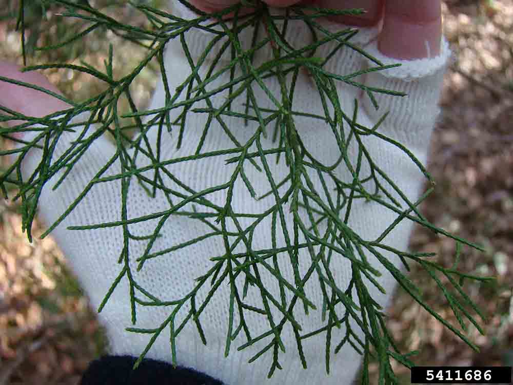 Eastern red cedar scale-like foliage