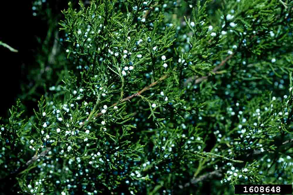 Eastern red cedar cones