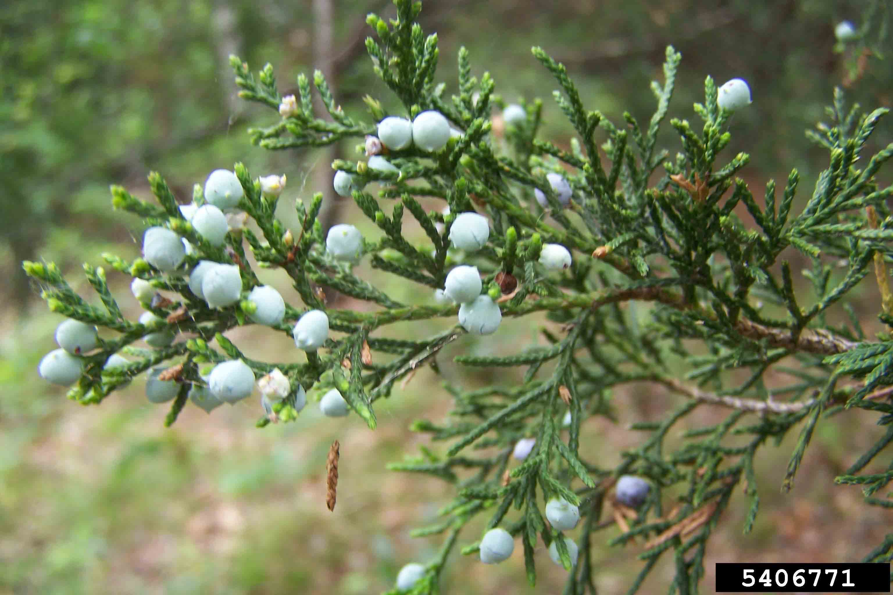 Eastern red cedar cones and foliage