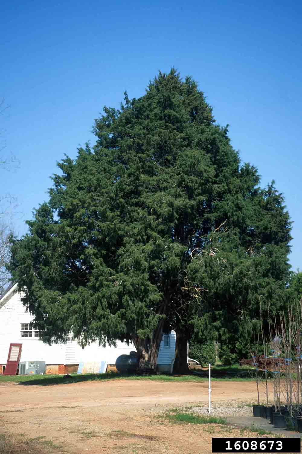 Eastern red cedar tree