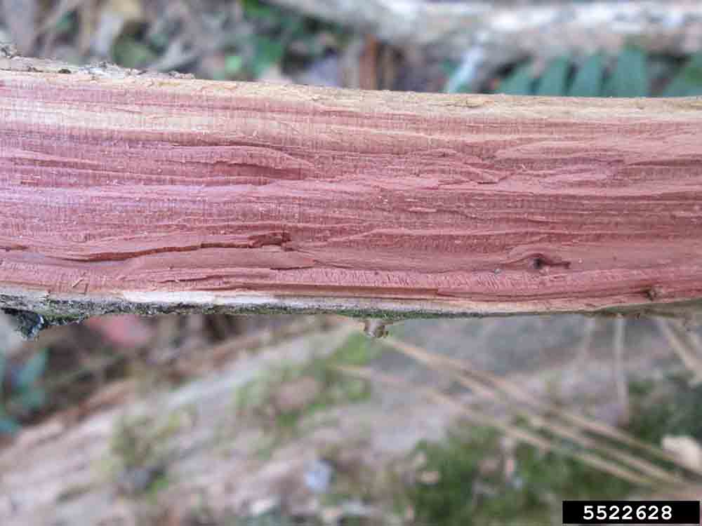 Eastern red cedar split branch