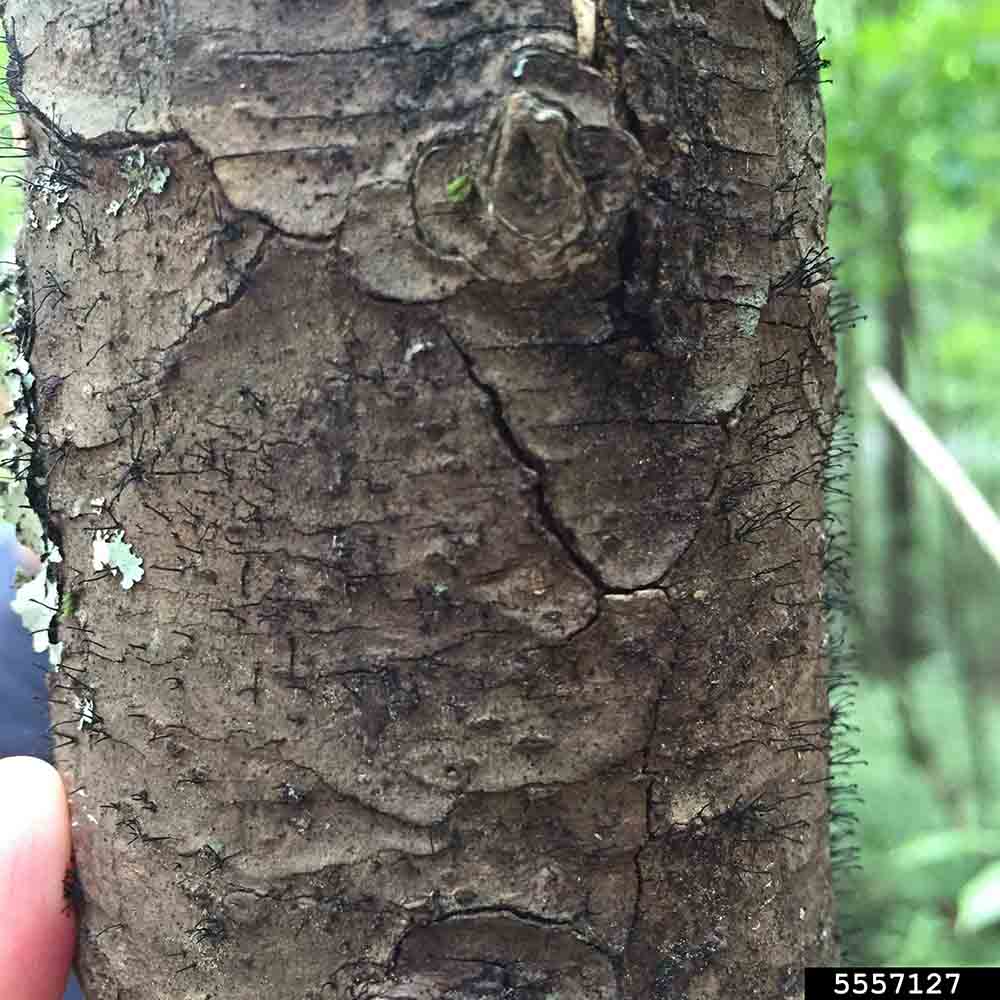 Eastern white pine bark