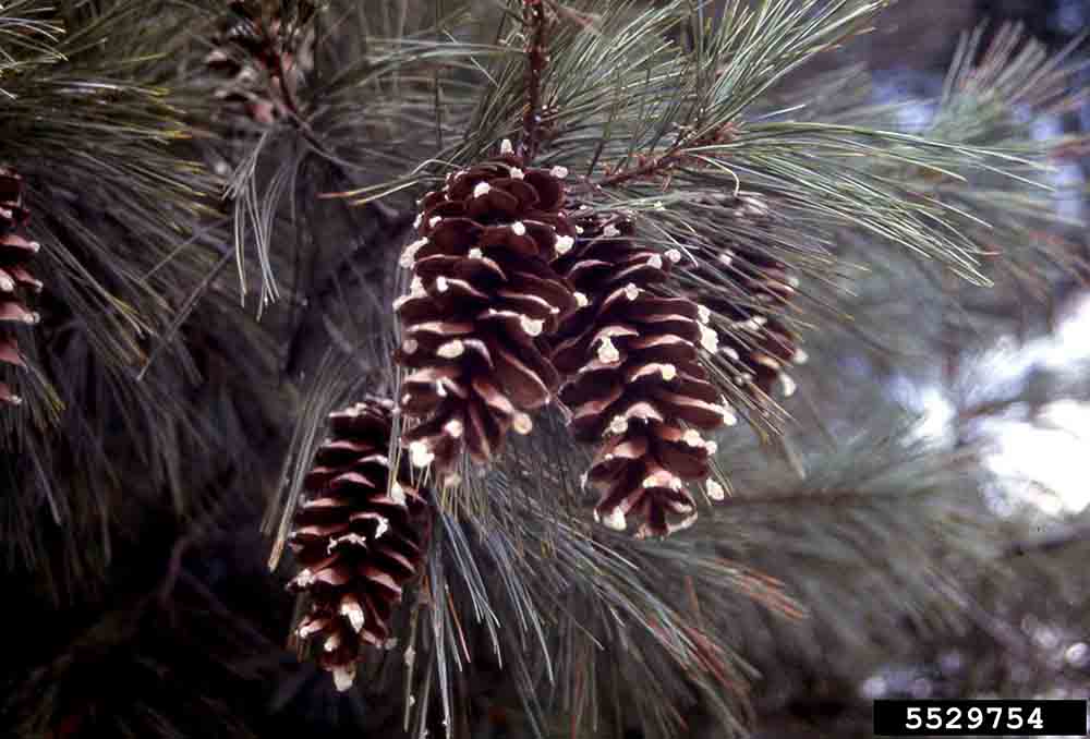Eastern white pine cones