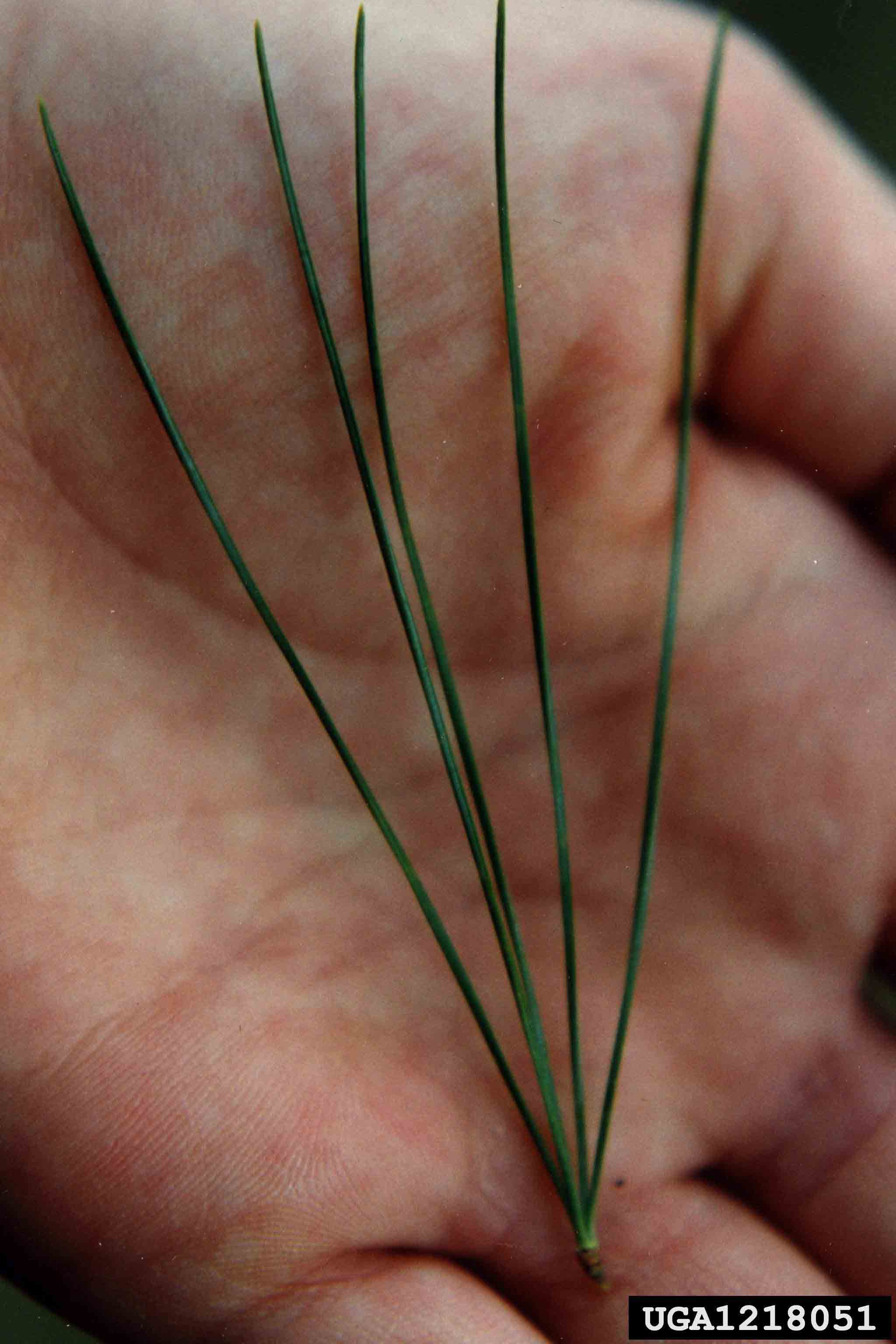 Eastern white pine needles, 3"-5" long