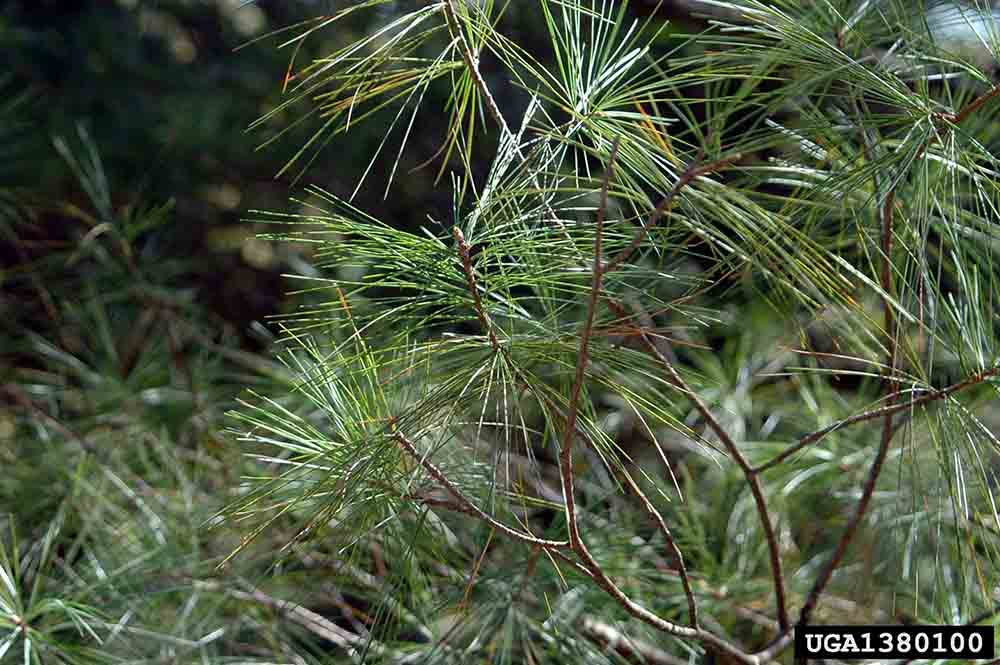 Eastern white pine foliage