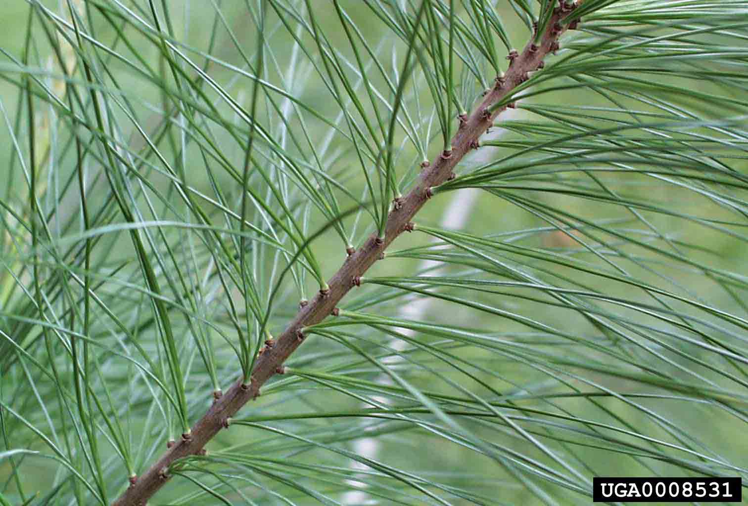 Eastern white pine twig, with needles 3"-5" long