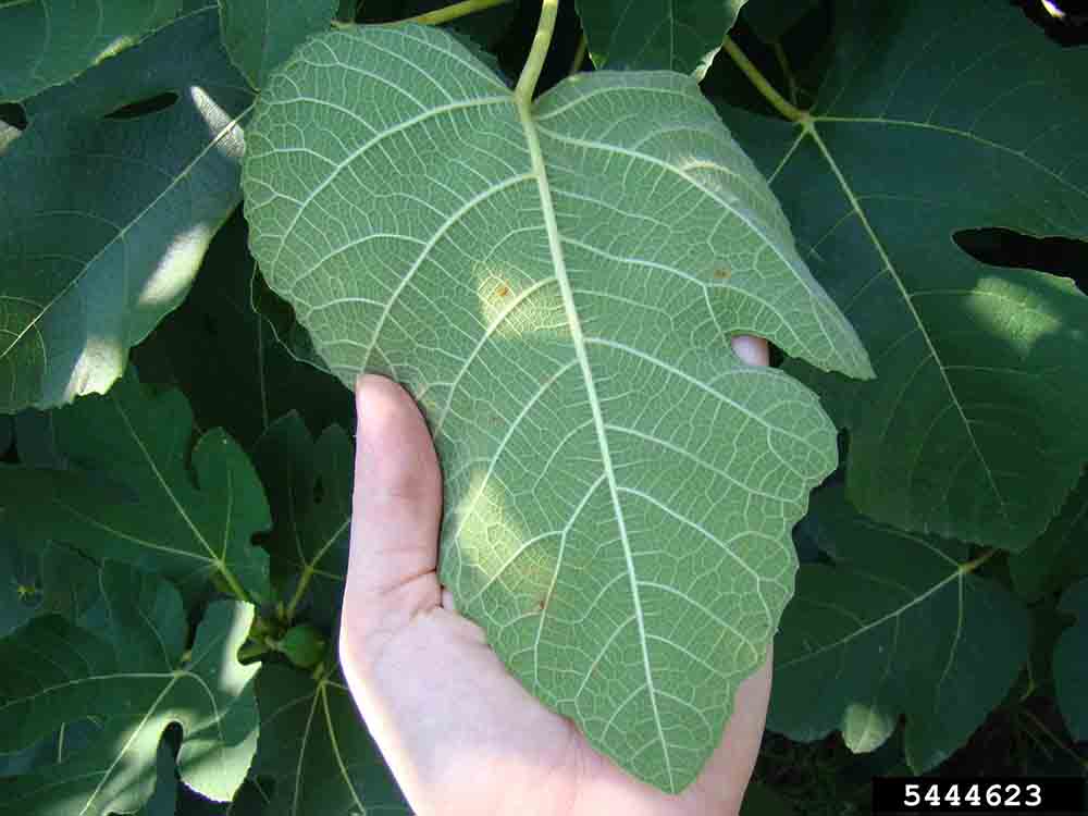Common fig leaf, underside