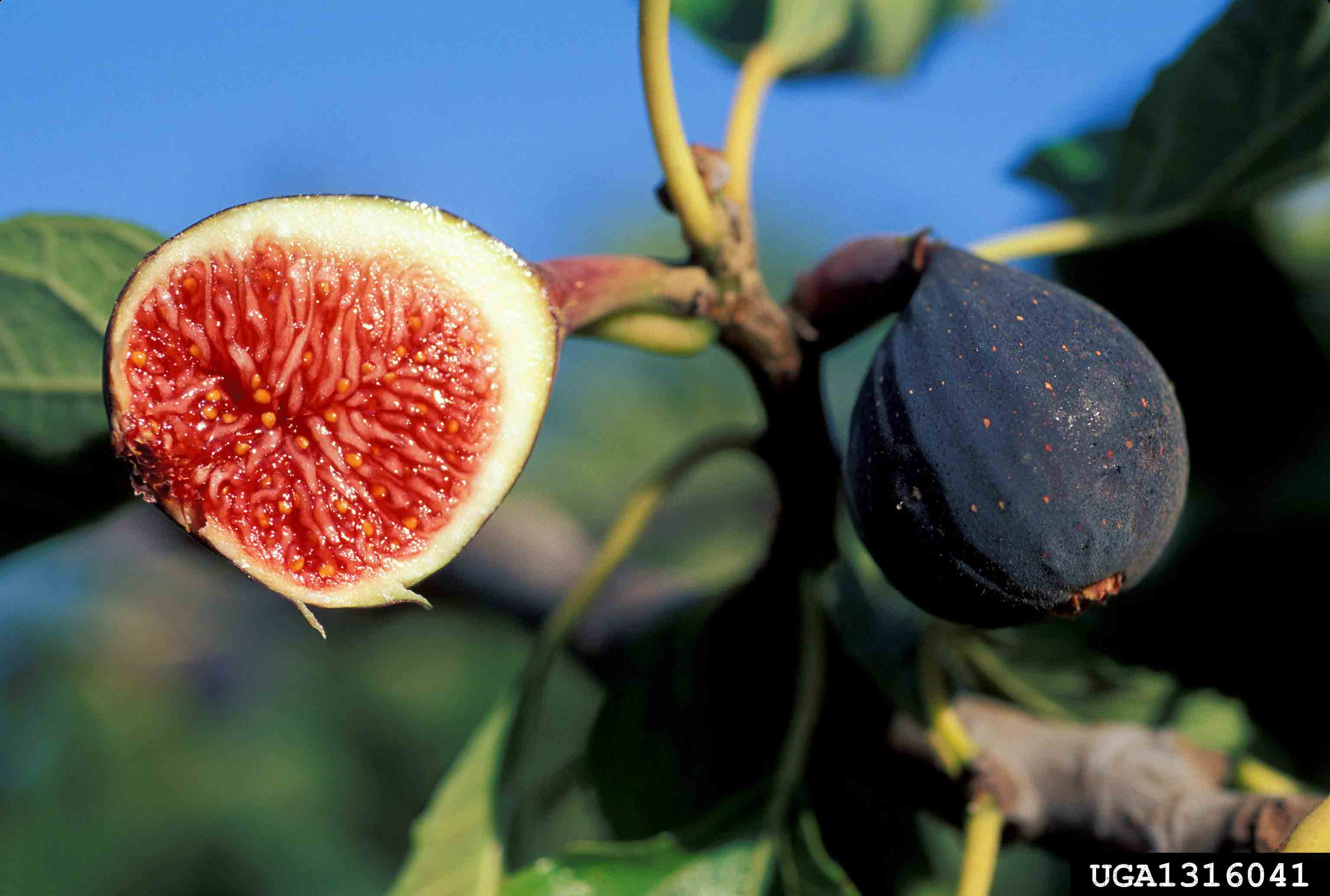 Common fig fruit