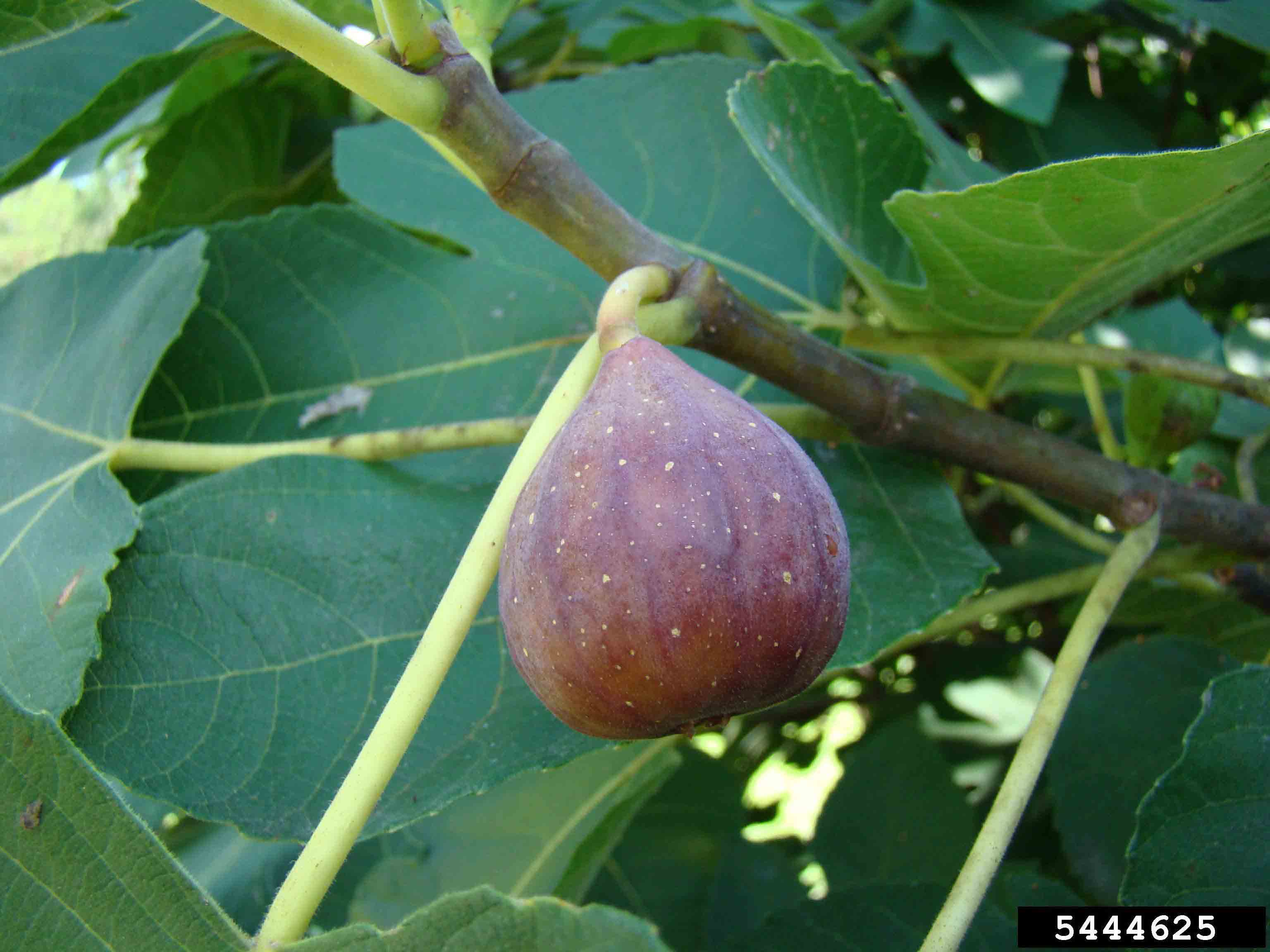 Common fig fruit