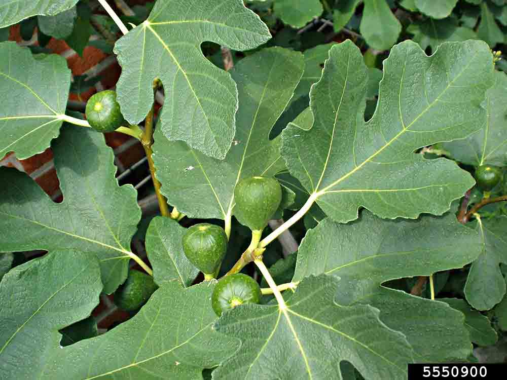 Common fig fruit with leaves, showing palmate lobes and rounded teeth on margins