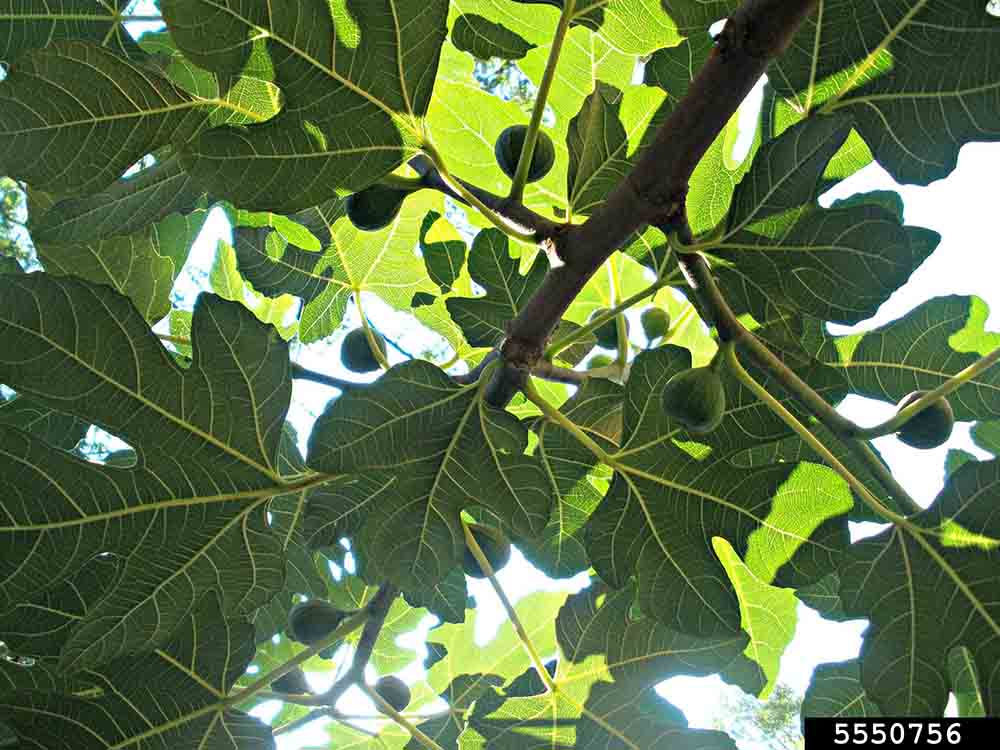 Common fig leaves, undersides, with fruit
