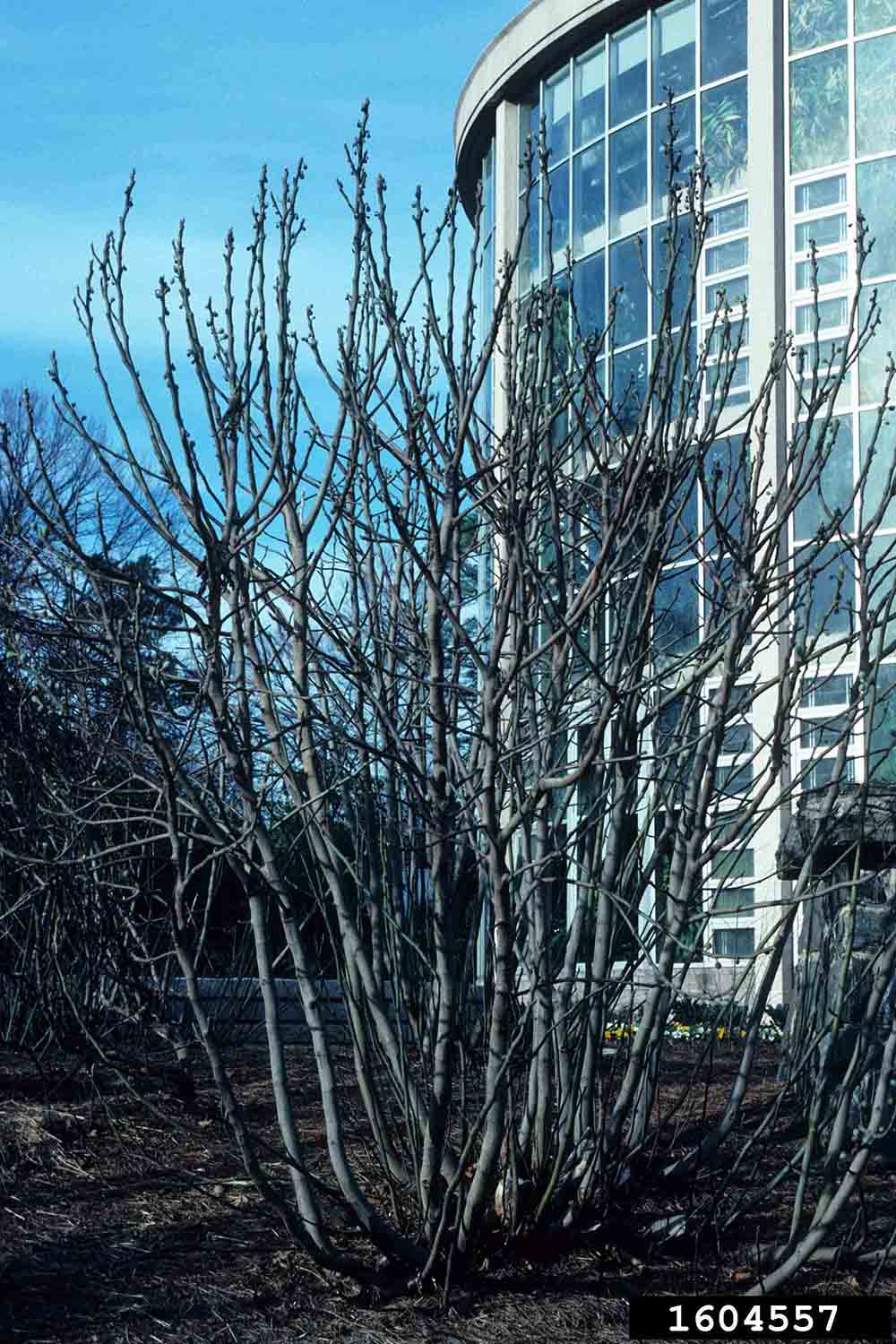 Common fig tree habit, winter