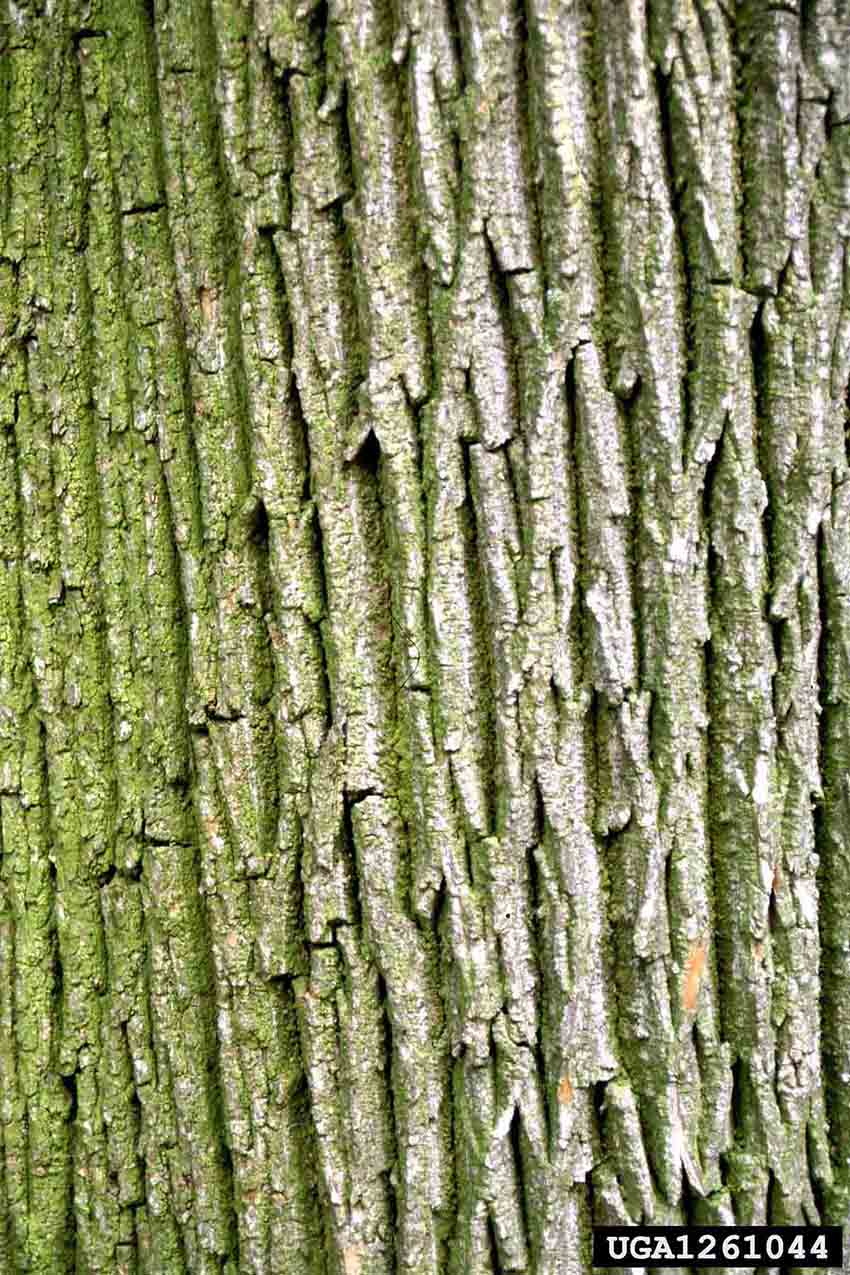 English oak bark on trunk
