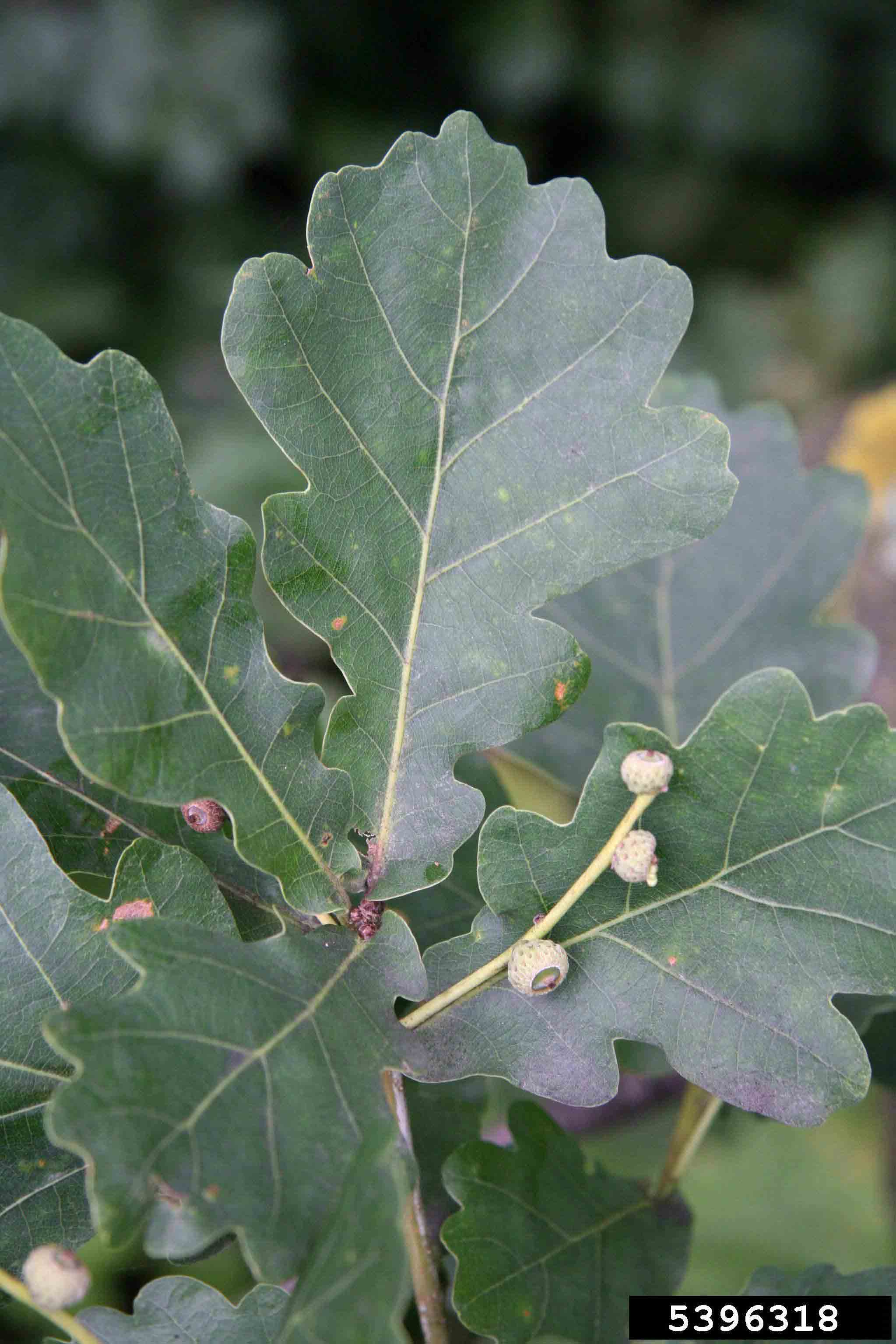 English oak foliage and immature acorns