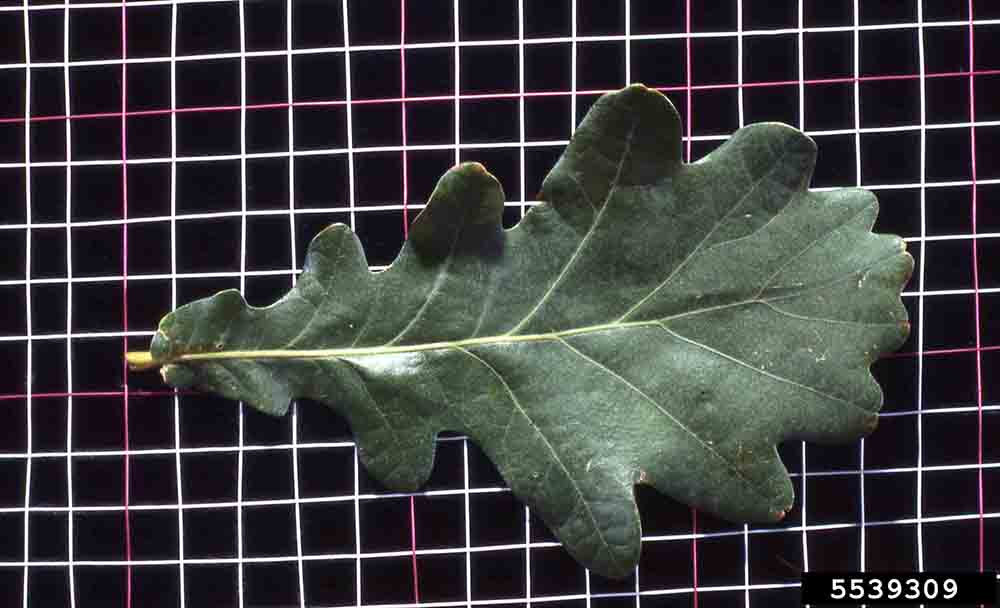 English oak leaf