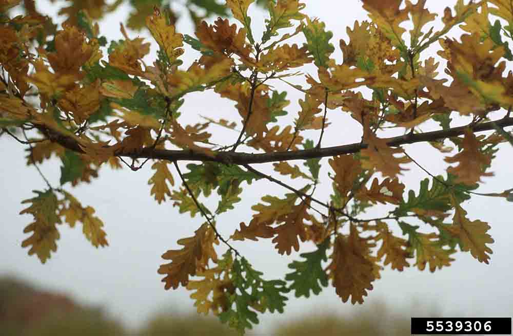 English oak foliage in fall