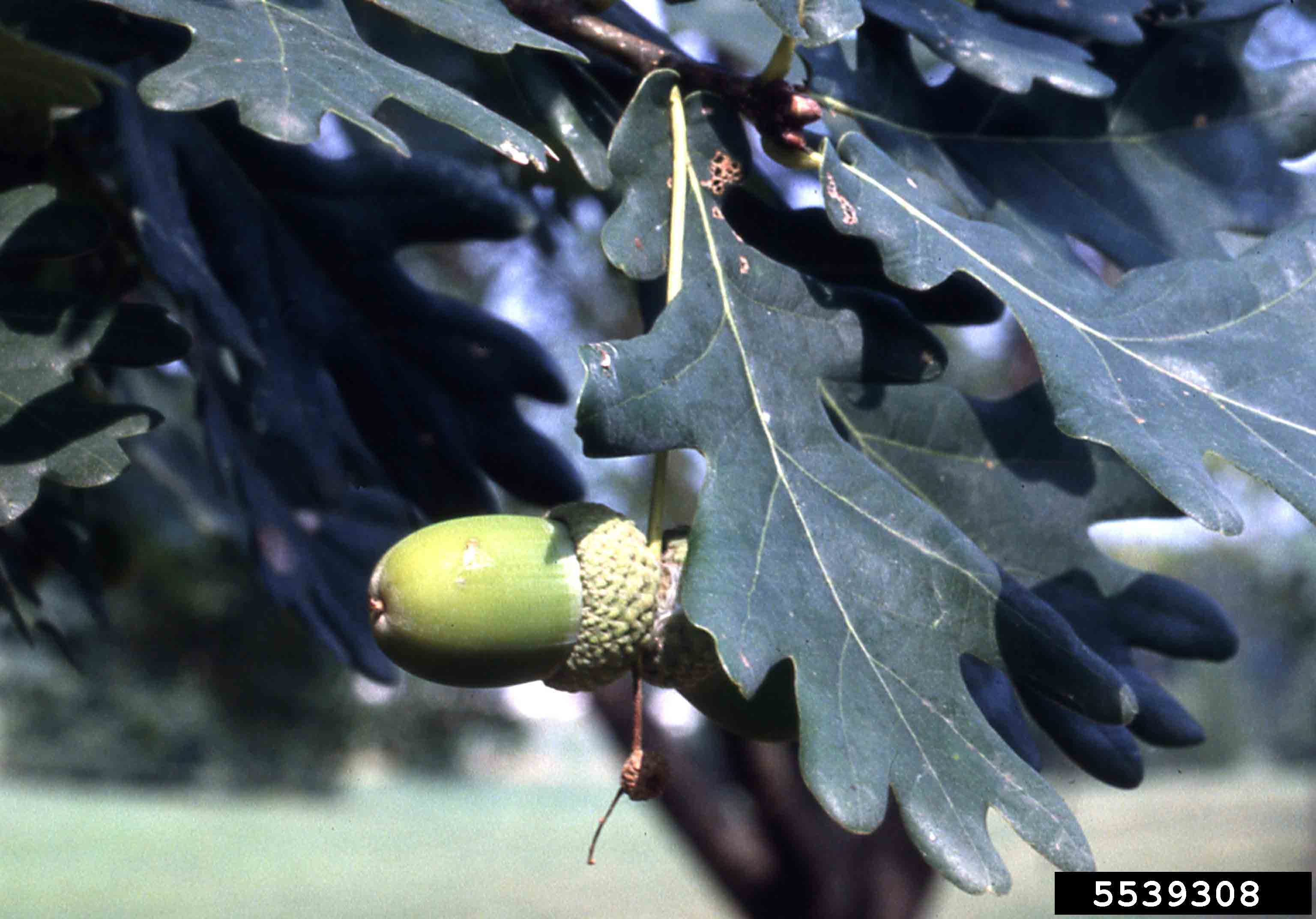 English oak foliage and acorn