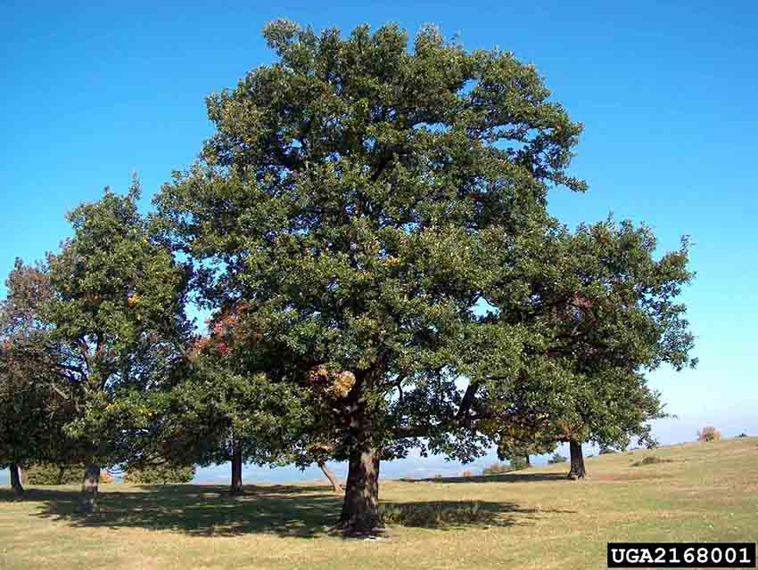 English oak tree